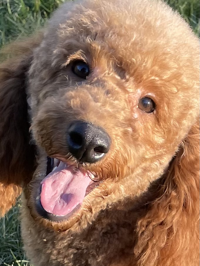 Pudelzucht von Targossa Unsere Pudel