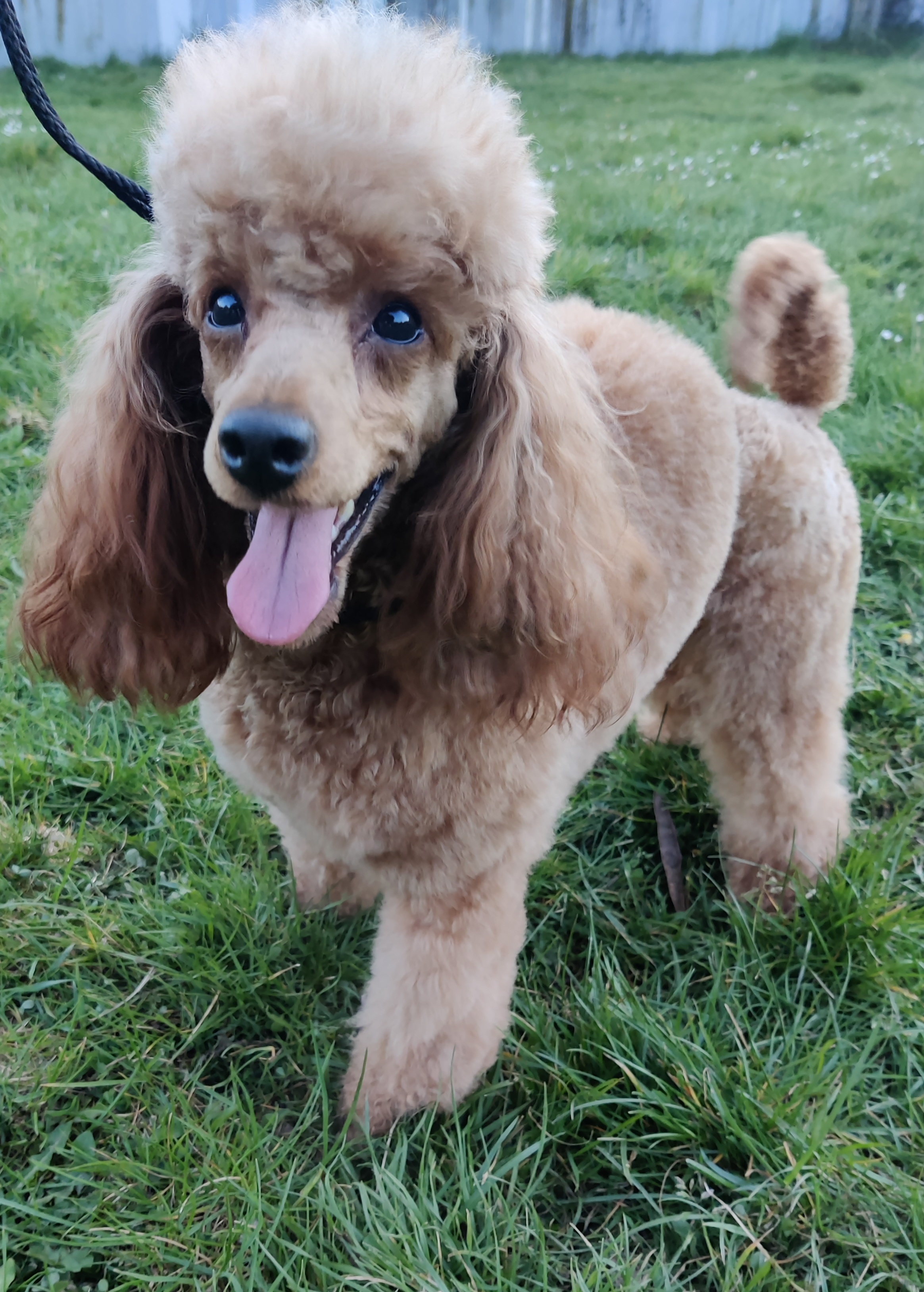 Pudelzucht von Targossa Unsere Pudel